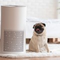 How Effective are Air Purifiers for Allergies?