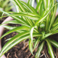 Which Air Purifying Plants Are Most Beneficial for Health