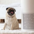 Do Air Purifiers Make Allergies Better?